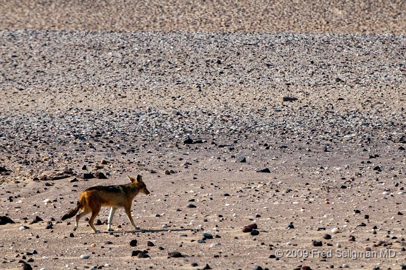 20090605_150641 D300 X1.jpg - A Jackal is dog-sized and is a predator of small to medium animals.  Its an omnivore and scavenger